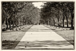 Warriors Walk, Fort Stewart, Georgia, 19 September 2010. Tintype rendering. Photo courtesy of Patricia Dumond. Warriors Walk, Fort Stewart, Georgia, 19 September 2010. Tintype rendering. Photo courtesy of Patricia Dumond.